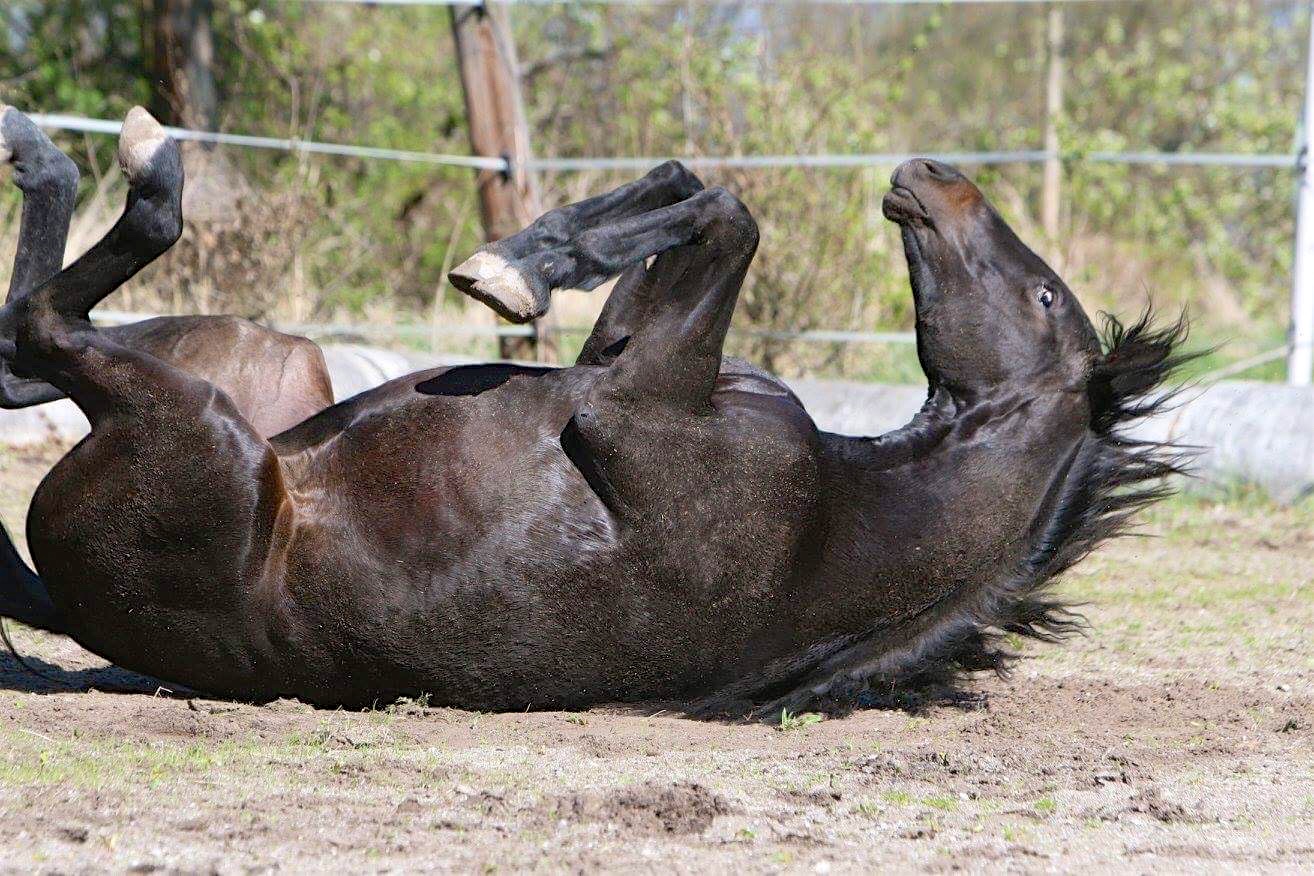  Elfenlüsche 
